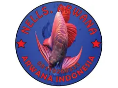 Nells Arwana - Arwana Indonesia